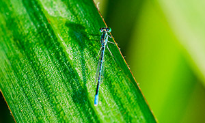 水润绿叶上的一只蜻蜓摄影高清图片