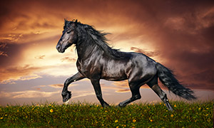 花丛中一匹英俊的黑马摄影高清图片