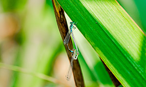 绿叶上的两只蜻蜓特写摄影高清图片
