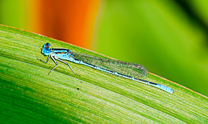 绿叶上的一只蓝色蜻蜓摄影高清图片