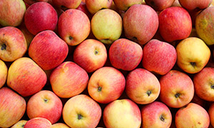 成熟采摘的红富士苹果摄影高清图片