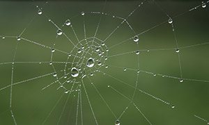 被雨水打湿了的蜘蛛网摄影高清图片