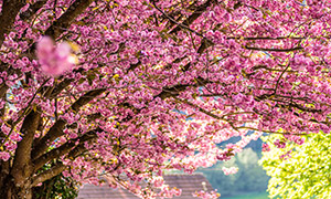 春天里鲜花开满枝头的大树摄影图片