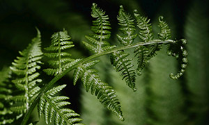 鋸齒狀葉子的蕨類植物特寫攝影圖片