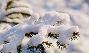厚厚積雪壓著的松樹枝攝影高清圖片