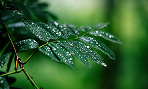 一場雨過后的綠葉植物特寫攝影圖片