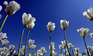 蔚藍天空下的白色郁金香花攝影圖片
