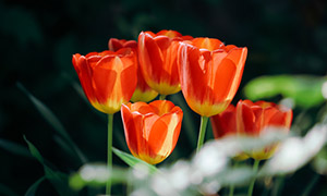 花田里的紅色郁金香花攝影高清圖片