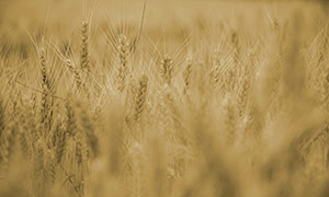 農田里成熟的小麥風景攝影高清圖片
