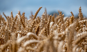 丰收季节农田小麦作物摄影高清图片