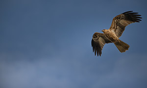 在高空中翱翔巡視的鷹攝影高清圖片