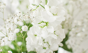 正盛開的白色花卉植物攝影高清圖片