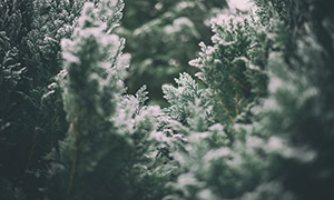 冬天树林中的结霜树木摄影高清图片
