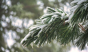 冬天被積雪壓著的樹枝攝影高清圖片