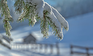 被積雪壓彎的樹枝特寫攝影高清圖片