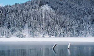 冬天的湖泊与山坡上的树林摄影图片