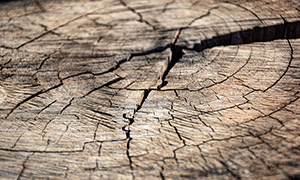 裂縫與年輪清晰可見的木頭特寫圖片