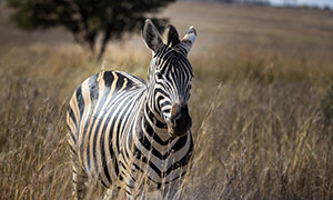 一匹站在荒草中的斑馬攝影高清圖片