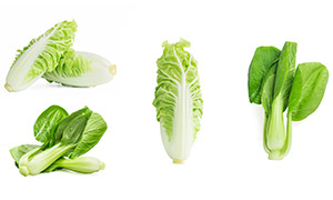 新鮮的小青菜與杭白菜攝影高清圖片