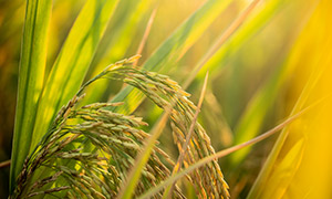 陽光下的農田稻谷特寫攝影高清圖片