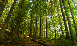 人跡罕至綠樹成蔭樹林攝影高清圖片