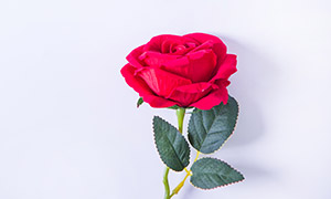红色心形与塑料玫瑰花摄影高清图片