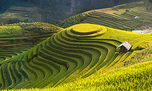 山坡上壯觀的梯田和稻田攝影圖片