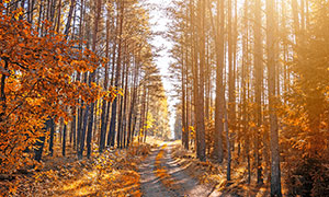 秋季陽光下樹林中的小路攝影圖片