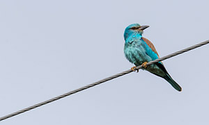 停在电线上的一只小鸟摄影高清图片