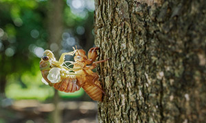 在大树上完成蜕壳的蝉摄影高清图片