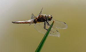 水面青草上的蜻蜓特写摄影高清图片