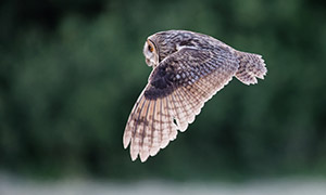 在扇动着翅膀飞行的猫头鹰摄影图片