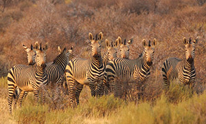 草原上的一群斑马动物摄影高清图片