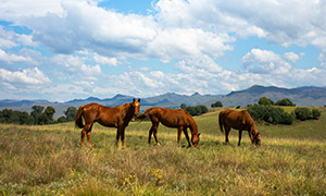 远山与牧场上的几匹马摄影高清图片