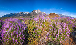 蓝天群山与花草丛植物摄影高清图片