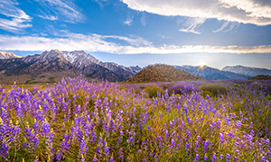 连绵群山与紫色花草丛摄影高清图片