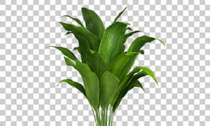 有较为宽大叶子的植物免抠图片素材