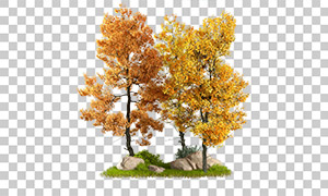 叶子被染黄的秋天树木免抠图片素材
