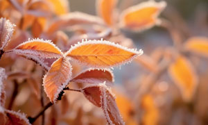 秋季霜冻效果的树叶特写高清图片