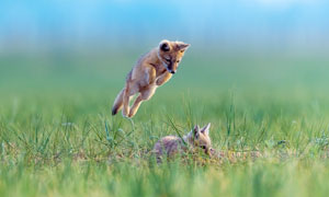 草丛中跳跃的沙狐特写摄影图片
