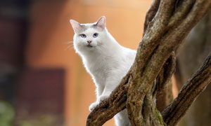 树上趴着的猫咪特写摄影图片