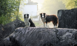 石头上蹲着的边境牧羊犬摄影图片