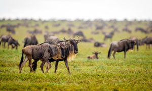 草原上的非洲角马群摄影图片