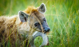 在草丛中的非洲斑鬣狗特写摄影图片