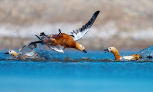 水面上飞行的赤麻鸭摄影图片