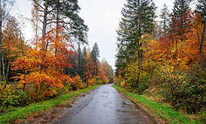 秋日雨后的道路与树林风景摄影图片
