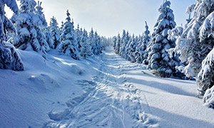 厚厚积雪下的树林道路摄影高清图片