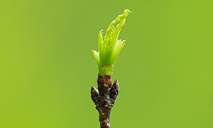 春天枝头上萌出的新芽特写摄影图片