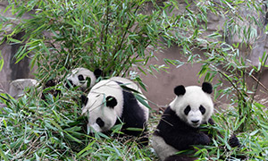 在开心吃竹子的大熊猫摄影高清图片