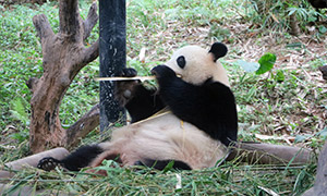 动物园里吃着竹子的大熊猫摄影图片